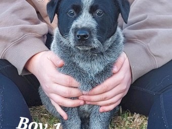 BLUE HEELER PUPS