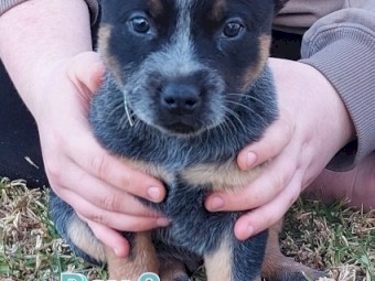 BLUE HEELER PUPS