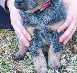 BLUE HEELER PUPS