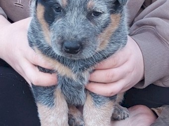 BLUE HEELER PUPS