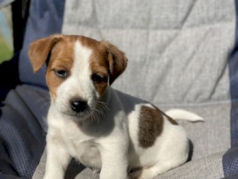 Male Jack Russell 