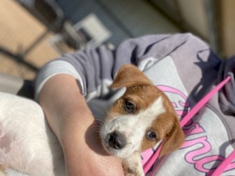 Male Jack Russell 