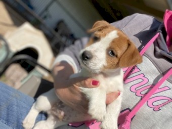Male Jack Russell 