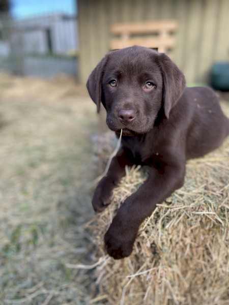 Purebred Chocolate Labrador Puppies - TWO LEFT!