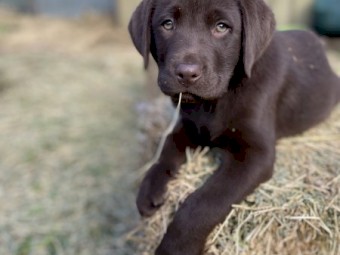 Purebred Chocolate Labrador Puppies - TWO LEFT!