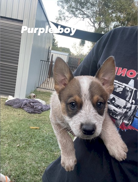 Red x Blue Cattle Dog Puppies