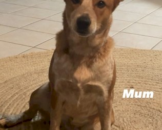 Red x Blue Cattle Dog Puppies