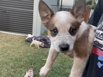 Red x Blue Cattle Dog Puppies