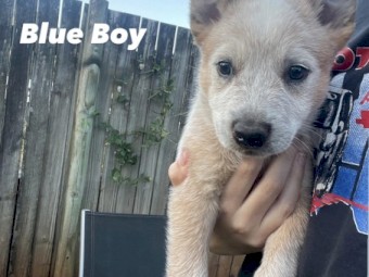 Red x Blue Cattle Dog Puppies