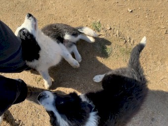 Boarder collie pups