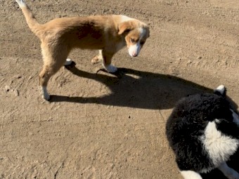Boarder collie pups