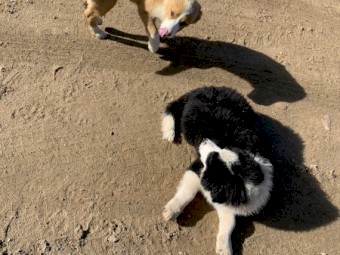 Boarder collie pups