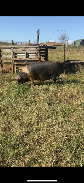 Purebred saddleback sow