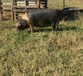 Purebred saddleback sow