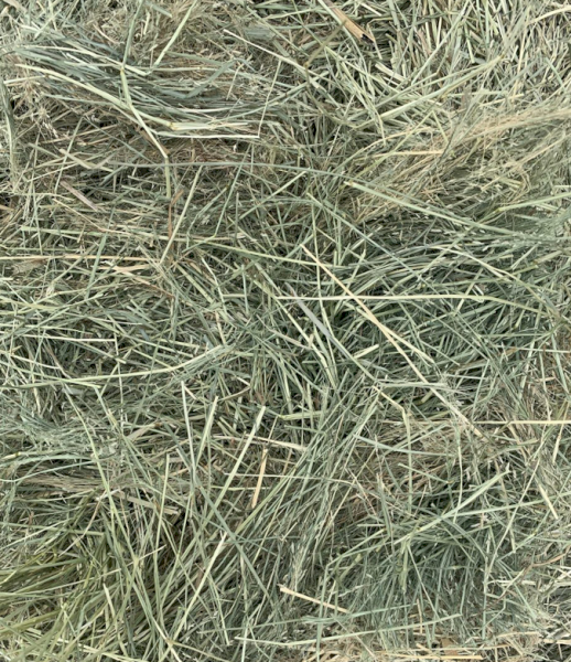 Teff Hay Small Squares