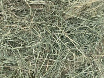 Teff Hay Small Squares