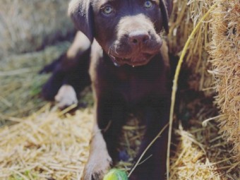 Purebred Chocolate Labrador Puppies - TWO LEFT!