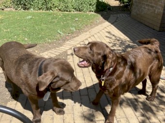 Purebred Chocolate Labrador Puppies - TWO LEFT!