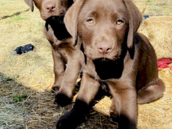 Purebred Chocolate Labrador Puppies - TWO LEFT!