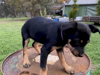 Purebred Kelpie Pups