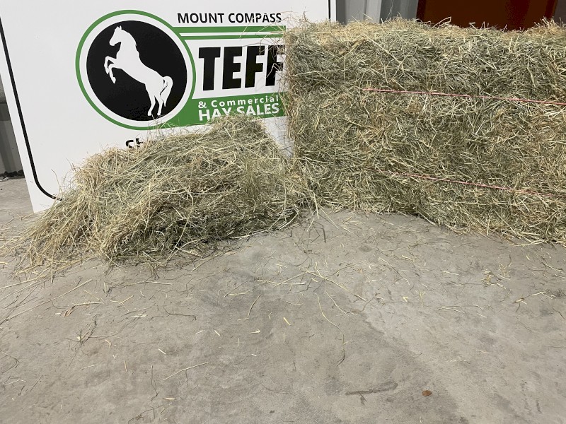 Teff Grass Hay Premium Grade Farm Tender