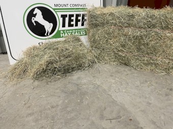 Teff Grass Hay Premium Grade