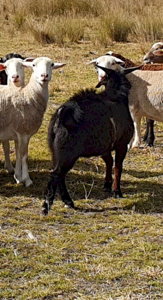 Australian Miniature buck