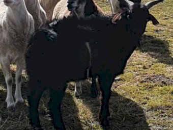 Australian Miniature buck