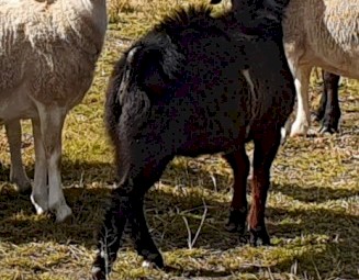 Australian Miniature buck