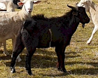 Australian Miniature buck