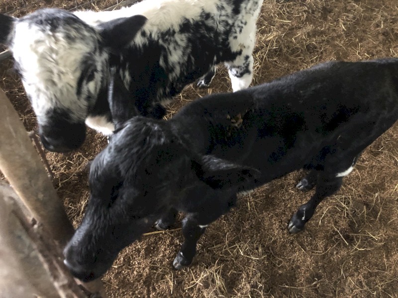 Beef Cross Calves