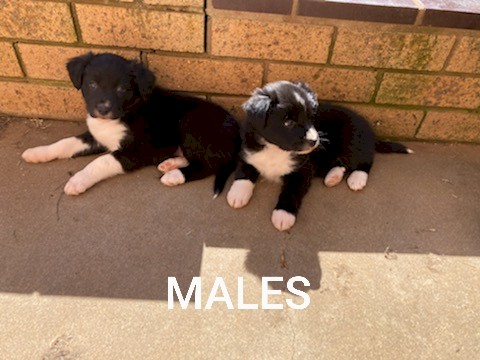 Border Collie Pups For Sale 