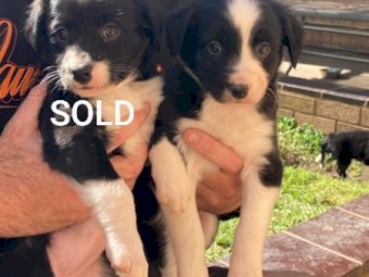 Border Collie Pups For Sale 