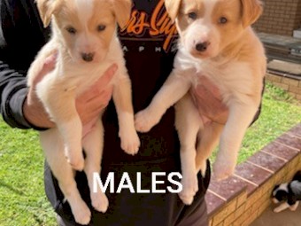 Border Collie Pups For Sale 