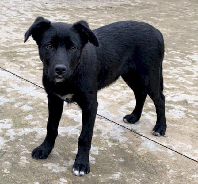 Koolie cross hot sale kelpie