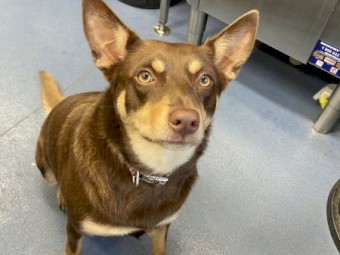 Noonbarra Kelpie Pups
