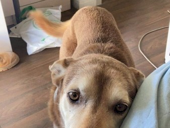 Noonbarra Kelpie Pups