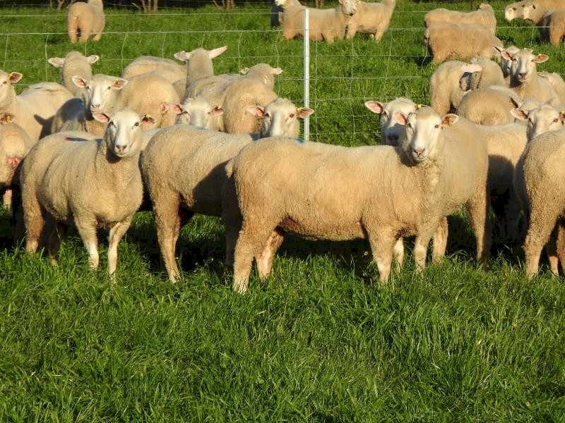 Quality line of First x ewes. 100% SIL to Cold Water Creek Charollais rams.