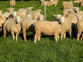 Quality line of First x ewes. 100% SIL to Cold Water Creek Charollais rams.