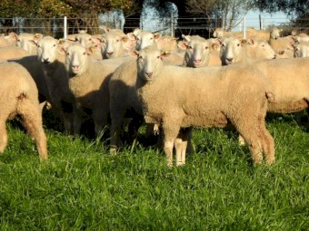 Quality line of First x ewes. 100% SIL to Cold Water Creek Charollais rams.