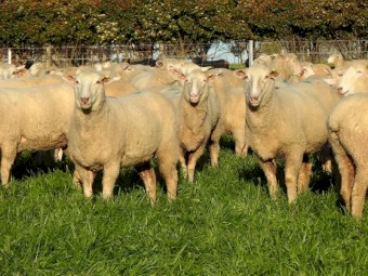 Quality line of First x ewes. 100% SIL to Cold Water Creek Charollais rams.
