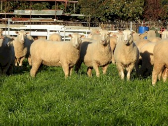 Quality line of First x ewes. 100% SIL to Cold Water Creek Charollais rams.