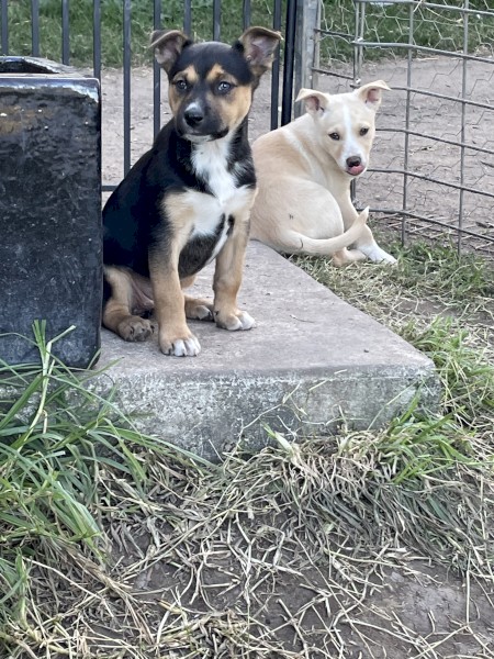 Registered Kelpie Pups