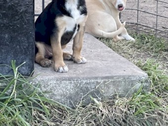 Registered Kelpie Pups