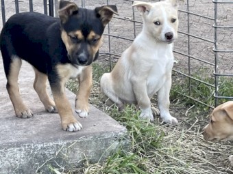 Registered Kelpie Pups