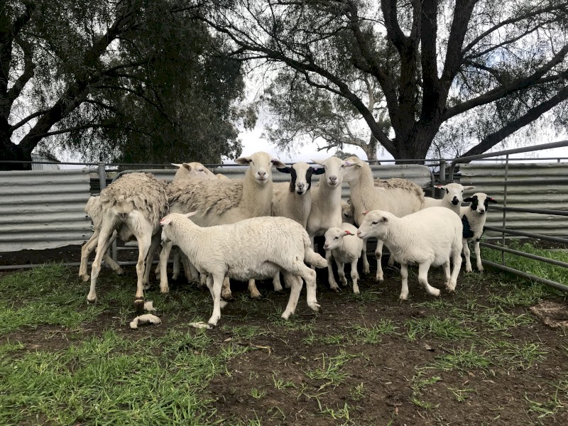 Aussie White x Dorper ewes with lambs afoot