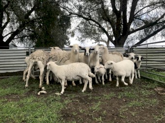 Aussie White x Dorper ewes with lambs afoot