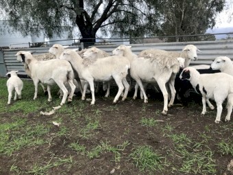 Aussie White x Dorper ewes with lambs afoot