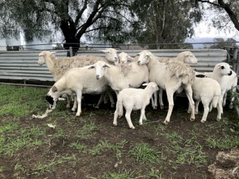 Aussie White x Dorper ewes with lambs afoot