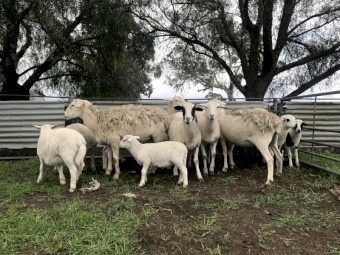 Aussie White x Dorper ewes with lambs afoot